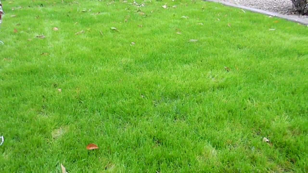 Winter Grass